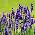 lavender-1117275_640.jpg