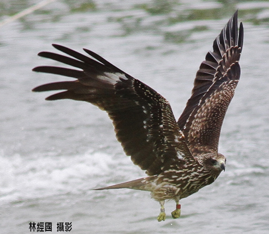 泰武小鳶 攝影 林經國 白小四 2013.7.20