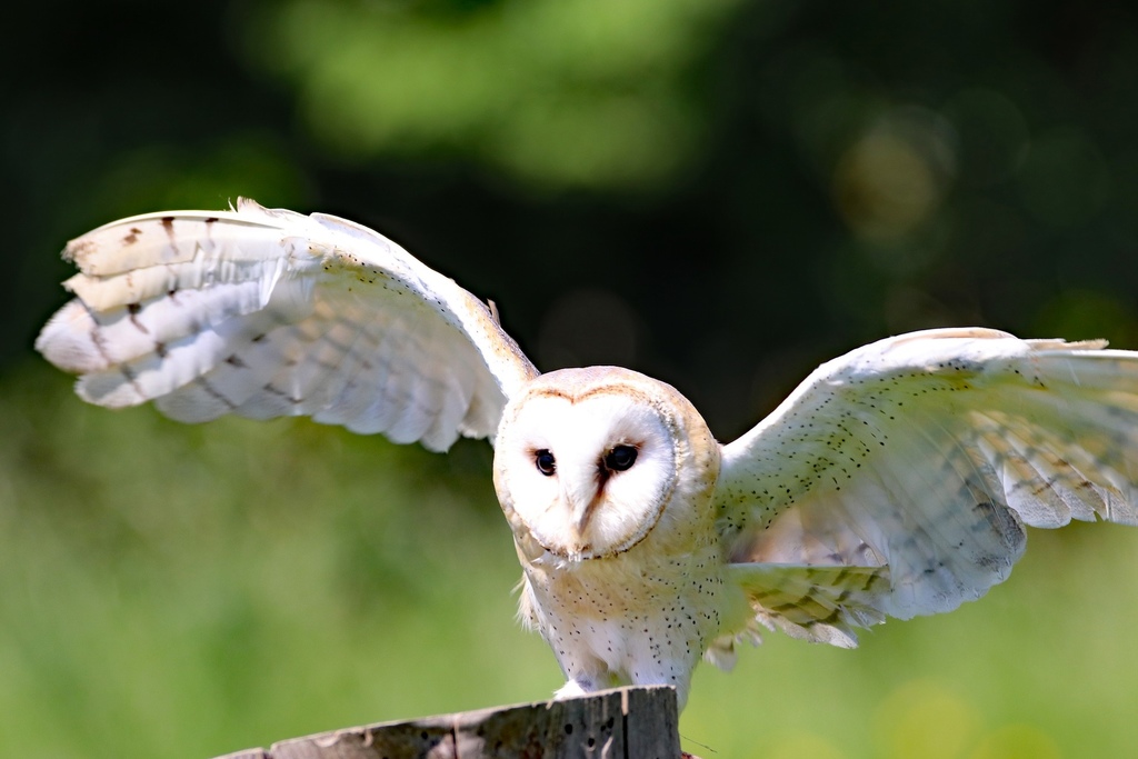 barn-owl-2352059_1920.jpg