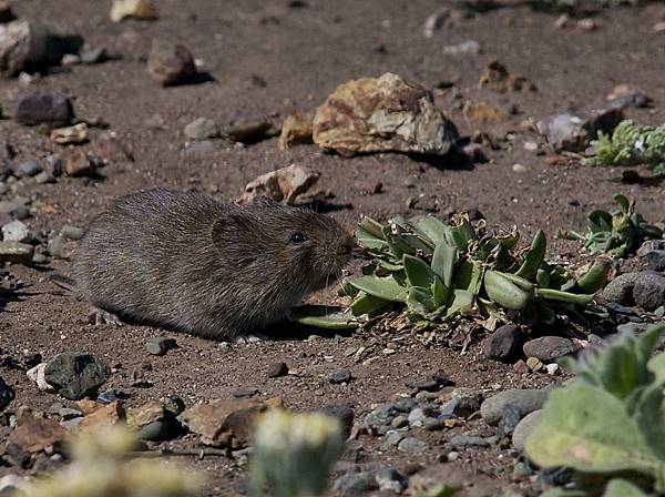 California_Vole_(Microtus_californicus).jpg