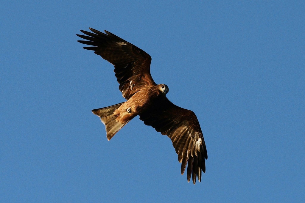 與黑鳶調查的鳶緣