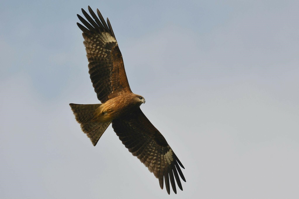 與黑鳶調查的鳶緣