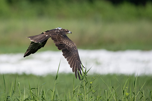 山那端有什麼？那些飛越中央山脈的黑鳶們