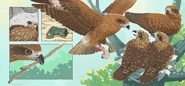 小鳳仙當爸爸烏龍事件