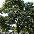 Aachen_tree2.jpg