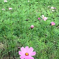 IMG_4050.JPG
