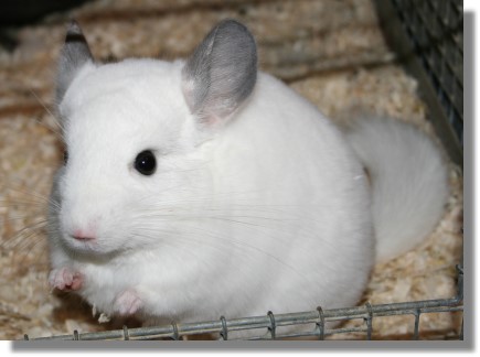 chinchilla-wilson-weiss-chinchilla-lexikon1.jpg