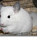 chinchilla-wilson-weiss-chinchilla-lexikon1.jpg