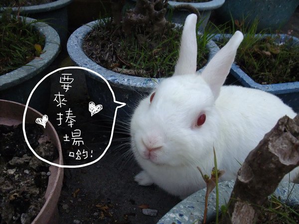 DSCF9684.jpg