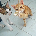 貓貓研究貝殼