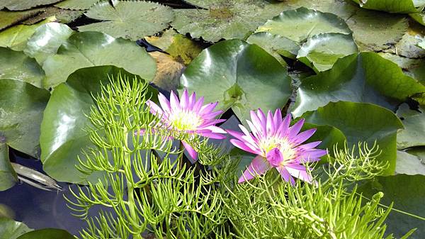 2015-08-22 15.53.10.jpg