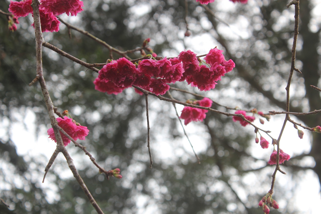 IMG_4349.JPG IMG_4349.JPG