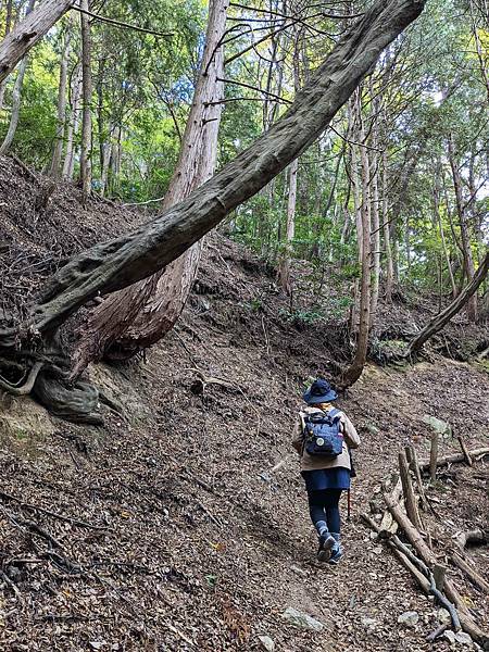 【健行紀錄】大阪金剛山．感受人文遺跡與無人的山毛櫸林間小徑