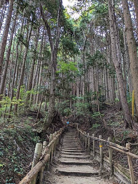 【健行紀錄】大阪金剛山．感受人文遺跡與無人的山毛櫸林間小徑