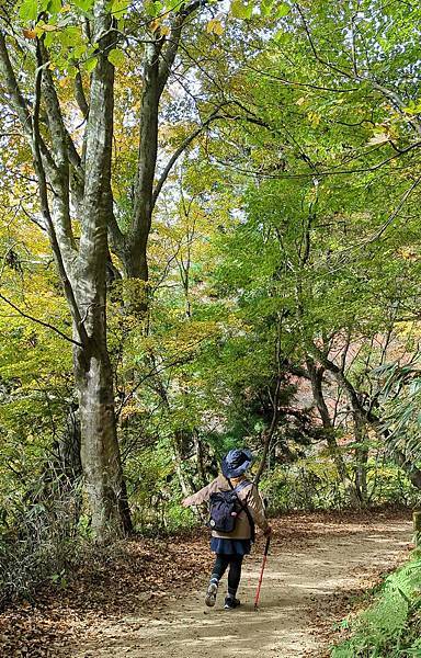 【健行紀錄】大阪金剛山．感受人文遺跡與無人的山毛櫸林間小徑