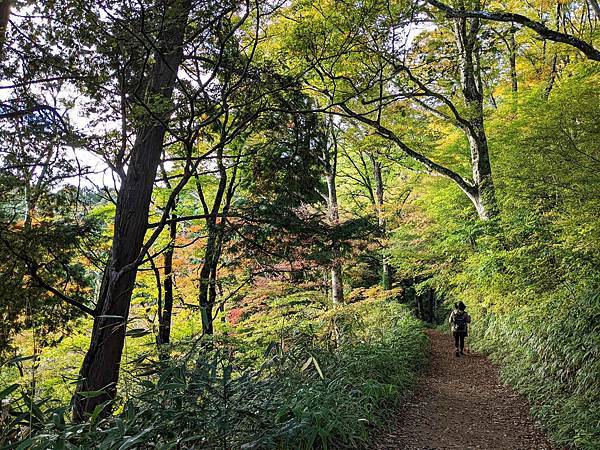 【健行紀錄】大阪金剛山．感受人文遺跡與無人的山毛櫸林間小徑