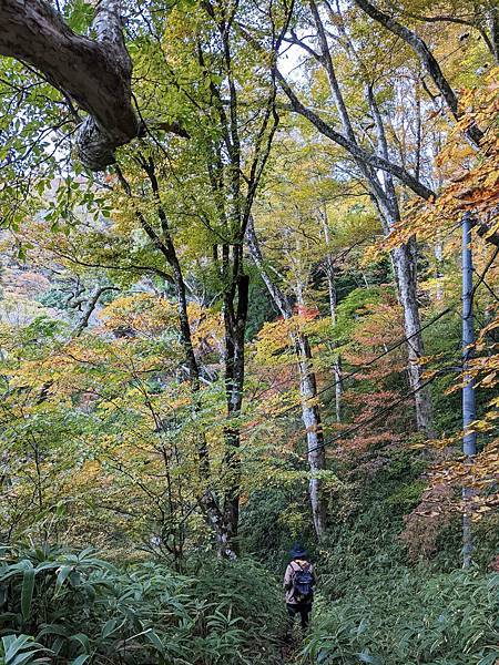【健行紀錄】大阪金剛山．感受人文遺跡與無人的山毛櫸林間小徑