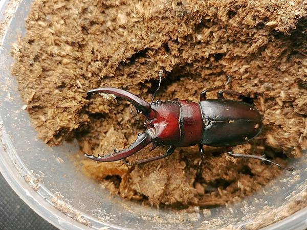 真。日本本島鋸鍬形蟲 ノコギリクワガタ-飼育全攻略