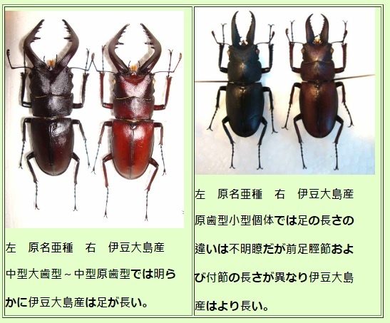 真。日本本島鋸鍬形蟲 ノコギリクワガタ-飼育全攻略