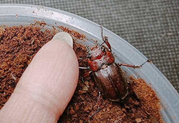 真。日本本島鋸鍬形蟲 ノコギリクワガタ-飼育全攻略