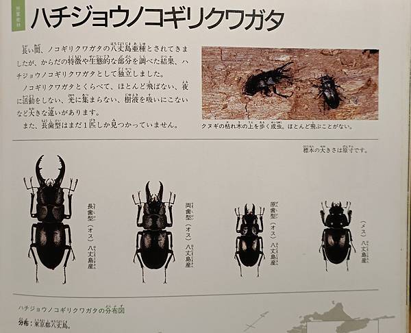 真。日本本島鋸鍬形蟲 ノコギリクワガタ-飼育全攻略