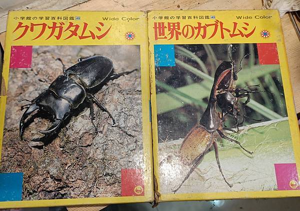 真。日本本島鋸鍬形蟲 ノコギリクワガタ-飼育全攻略