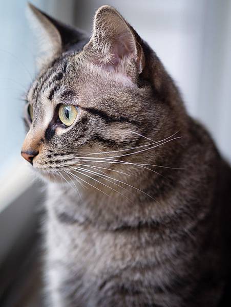 人工智慧說貓是液態?AI造人臉超逼真 人工智慧說貓是液態?AI造人臉超逼真