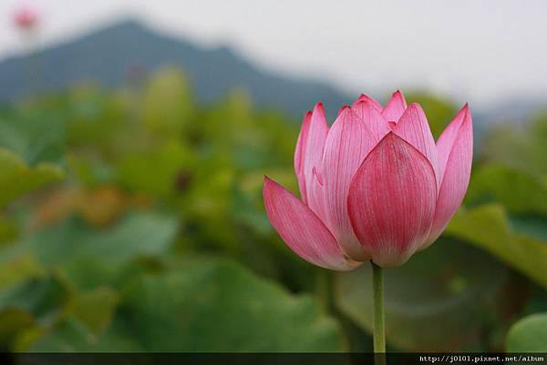 2009台大實驗農場 粉紅色的荷花