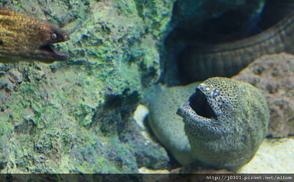 恐怖的魚，是活的喔-屏東國立海洋生物博物館　