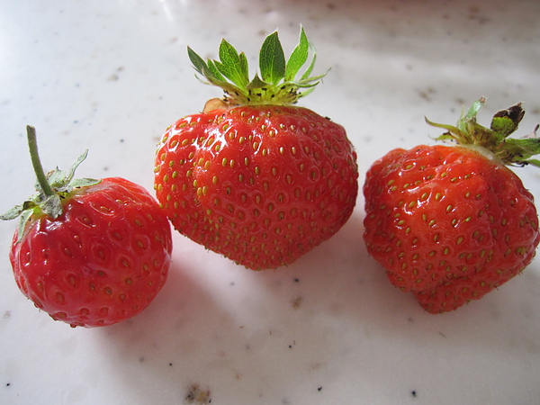 100年鮮採草莓 003.jpg