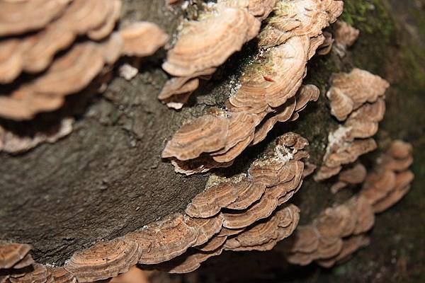 蘑菇长在干木上