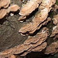 蘑菇长在干木上