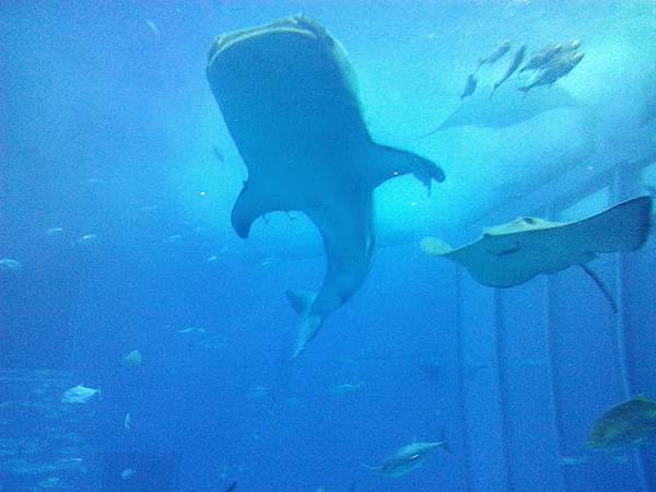 鯨鯊.jpg