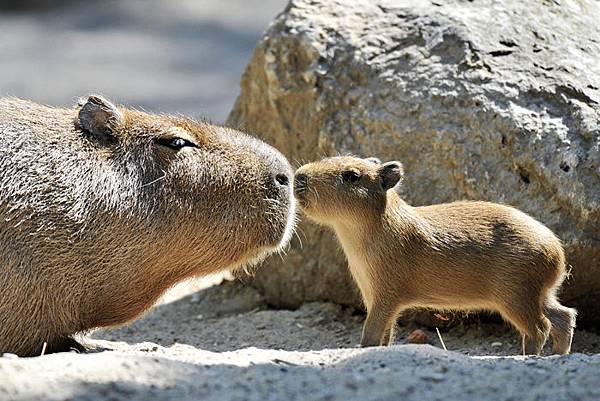 capybarawuv051608.jpg