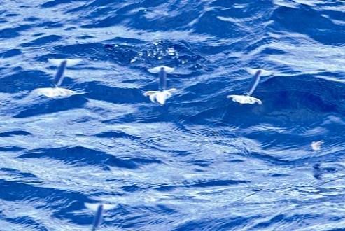 flying squid