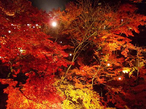 楓‧京都：京都甜在心‧夜楓清水寺