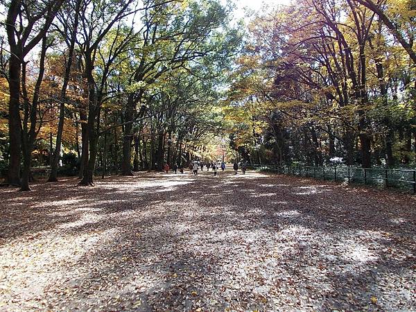 楓‧京都：河合神社 美人水．鯖街道 花折