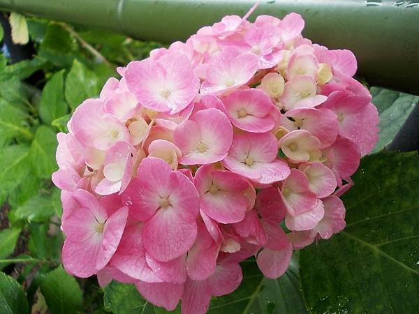 紫陽花約 京都墨染藤森神社 橙光小田園 痞客邦 紫陽花約 京都墨染藤森神社 橙光小田園 痞客邦
