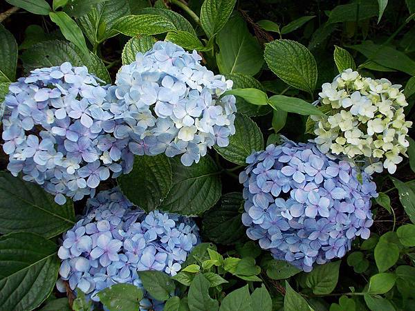紫陽花約 松尾大社野風紫陽京風団ぷ鈴 橙光小田園 痞客邦