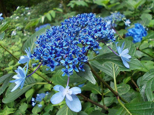 紫陽花約 松尾大社野風紫陽京風団ぷ鈴 橙光小田園 痞客邦