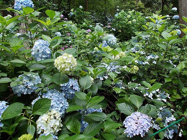 紫陽花約 松尾大社野風紫陽京風団ぷ鈴 橙光小田園 痞客邦