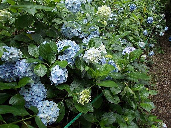 紫陽花約 松尾大社野風紫陽京風団ぷ鈴 橙光小田園 痞客邦