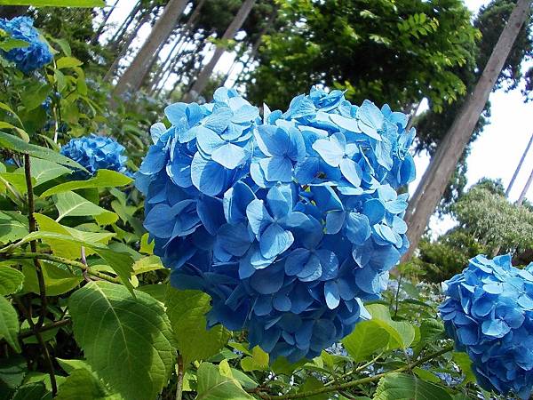 紫陽花約：三千院‧京美茶屋