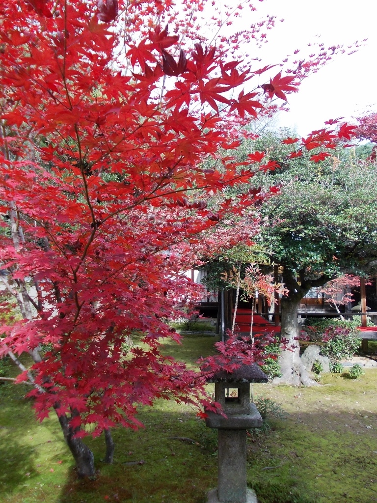 16楓彩京都 嵐山秋深楓猶艷鹿王院 橙光小田園 痞客邦