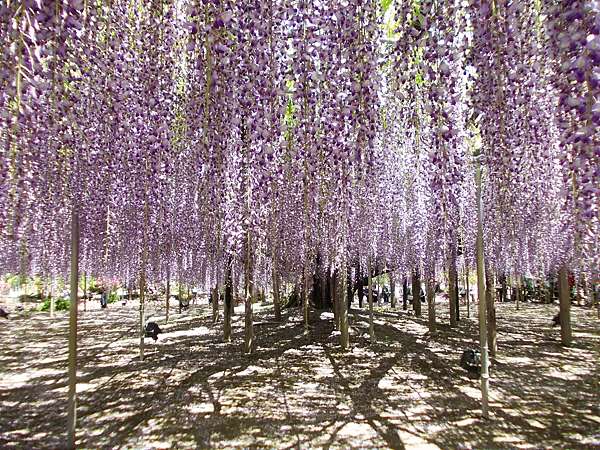 花見東北 足利花卉公園藤花飄香百花競美 橙光小田園 痞客邦