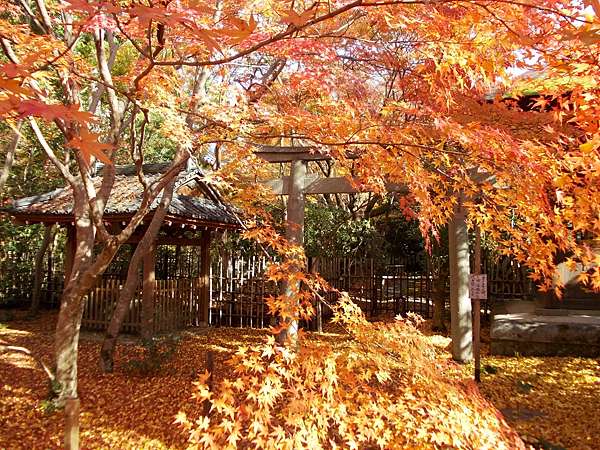 京 紅葉 洛北蓮華寺 橙光小田園 痞客邦 京 紅葉 洛北蓮華寺 橙光小田園 痞客邦