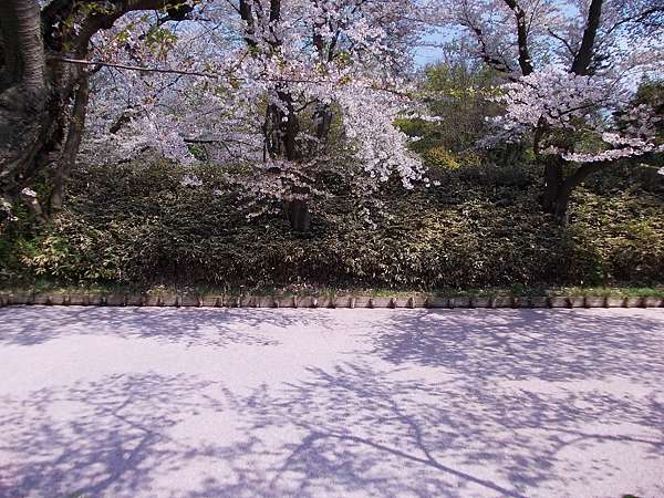 花見東北 弘前城外濠吹雪花筏美 植物園糊里糊塗小插曲 橙光小田園 痞客邦