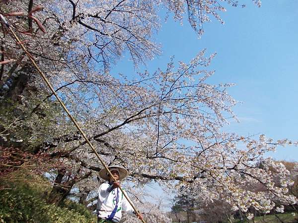 花見東北 弘前公園雪紛紛櫻花河上遊船樂 橙光小田園 痞客邦
