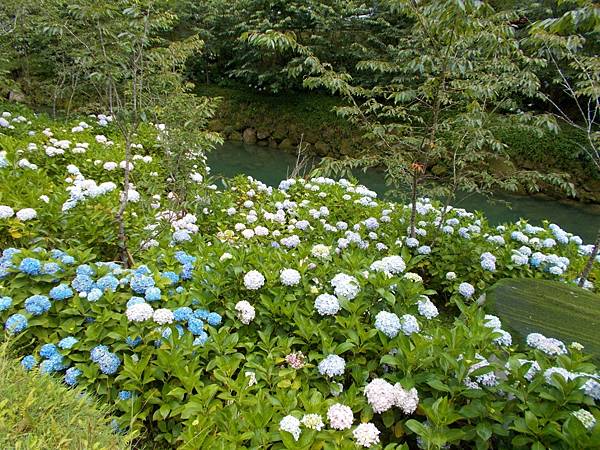 紫陽花盛開時 (騎機車上杉林溪 2）