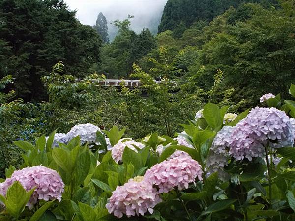 紫陽花盛開時 (騎機車上杉林溪 2）